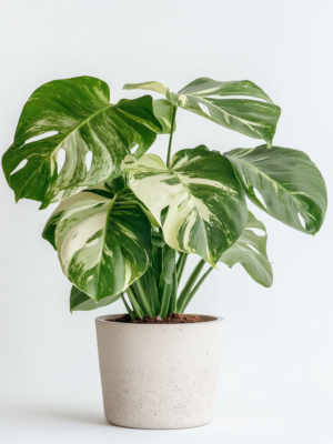 Monstera
