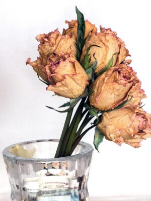 Flores Secas y Preservadas