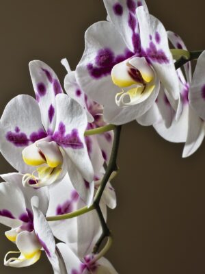 Cuidado y Mantenimiento de Flores Frescas